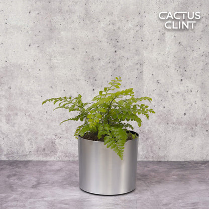 Autumn' Fern