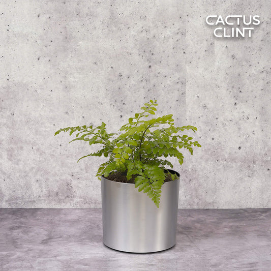 Autumn' Fern | Cactus Clint