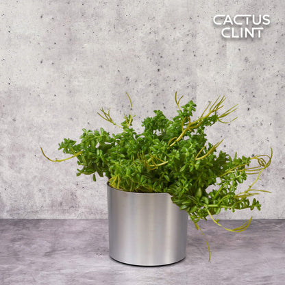 Peperomia 'Axillaris'