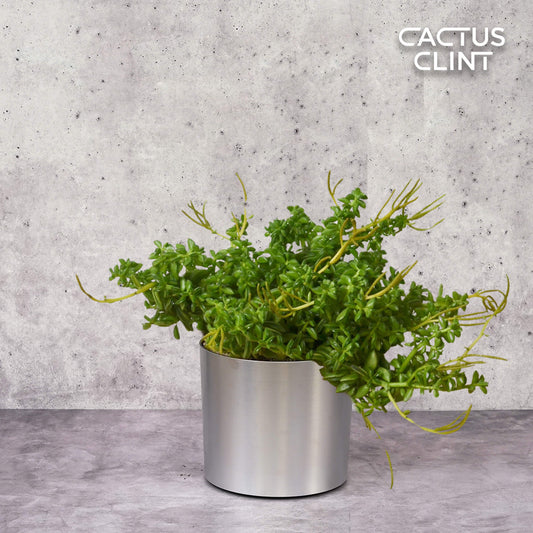 Peperomia 'Axillaris' | Cactus Clint