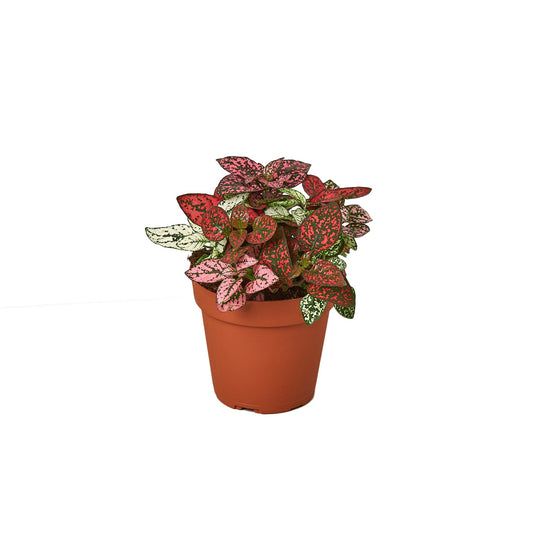Hypoestes 'Polka Dot' | Cactus Clint