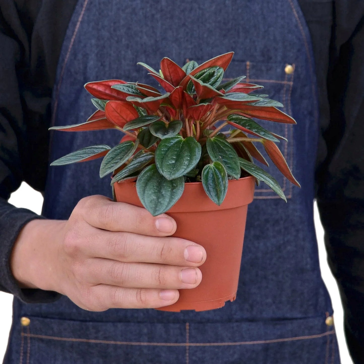 Peperomia Rosso | Cactus Clint
