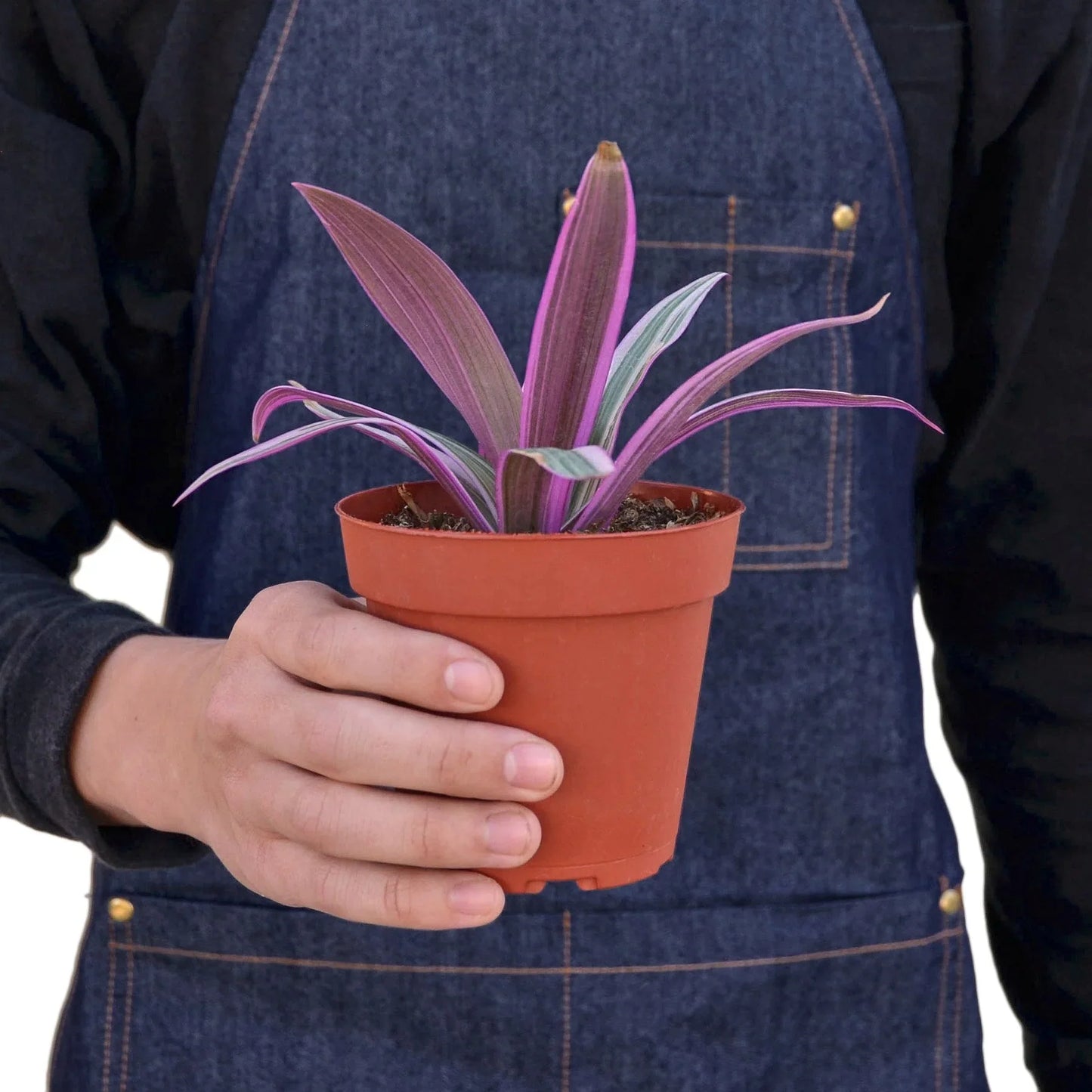 Oyster Plant 'Moses in the Cradle' | Cactus Clint