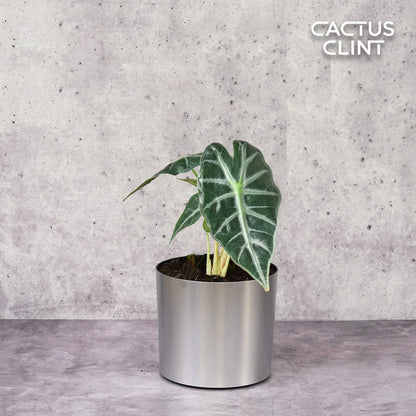 Alocasia Amazonica 'Bambino'