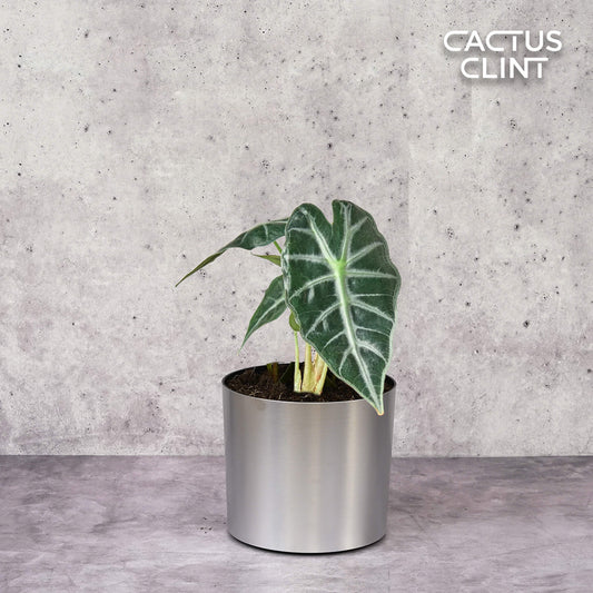 Alocasia Amazonica 'Bambino' | Cactus Clint