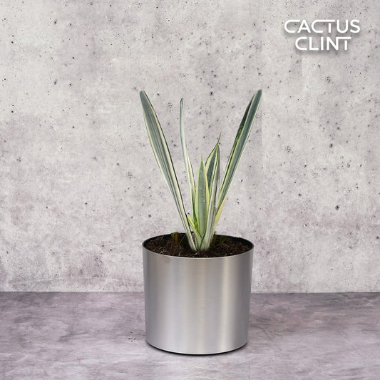 Snake 'Bantel's Sensation' | Cactus Clint