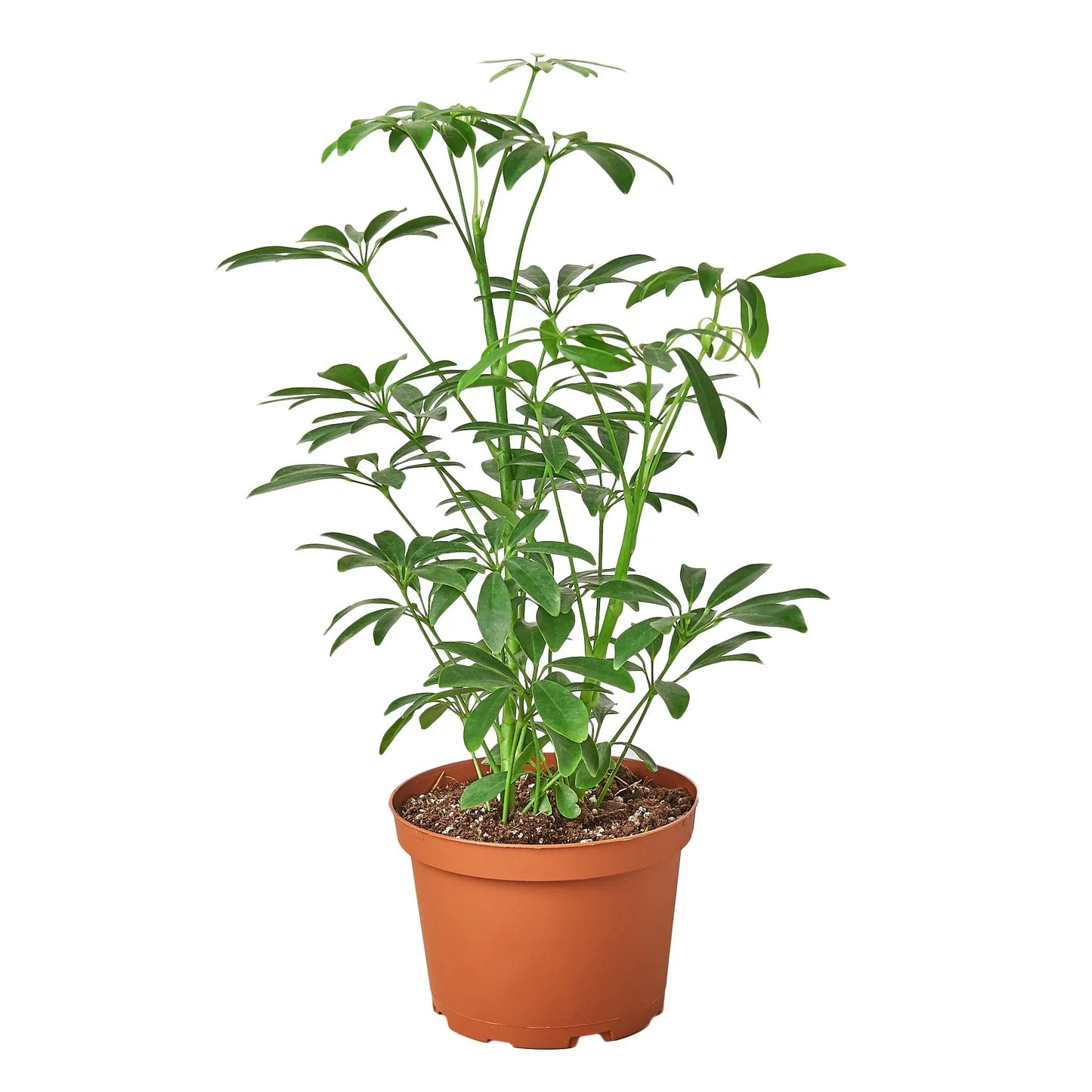 Schefflera Arboricola 'Umbrella' | Cactus Clint