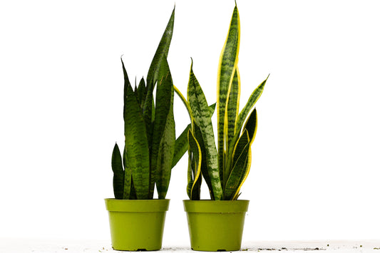 2 Snake (Sansevieria) Plant Variety Pack - 6" Pot | Cactus Clint