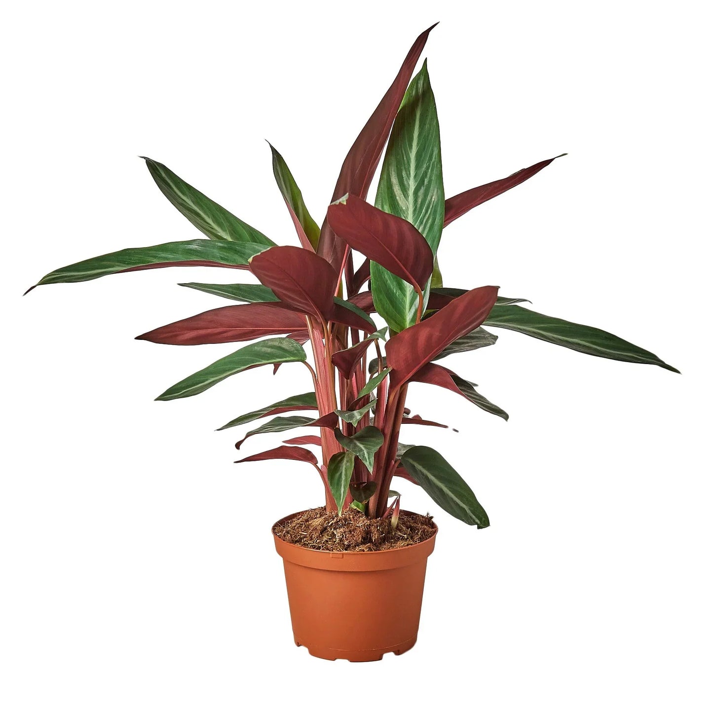 Stromanthe Sanguinea | Cactus Clint
