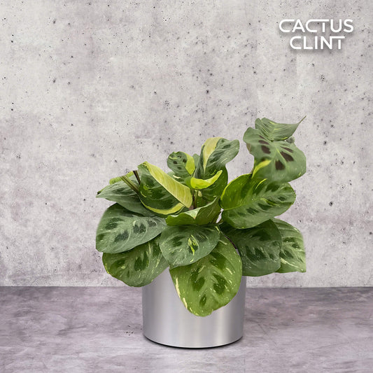 Maranta Variegated 'Beauty Kim' | Cactus Clint