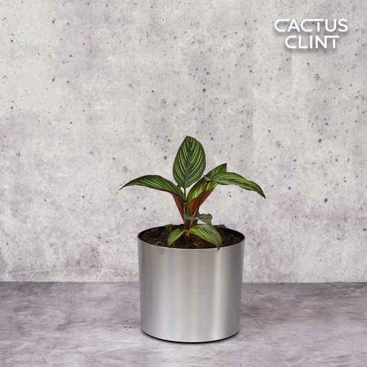 Calathea 'Beauty Star' | Cactus Clint