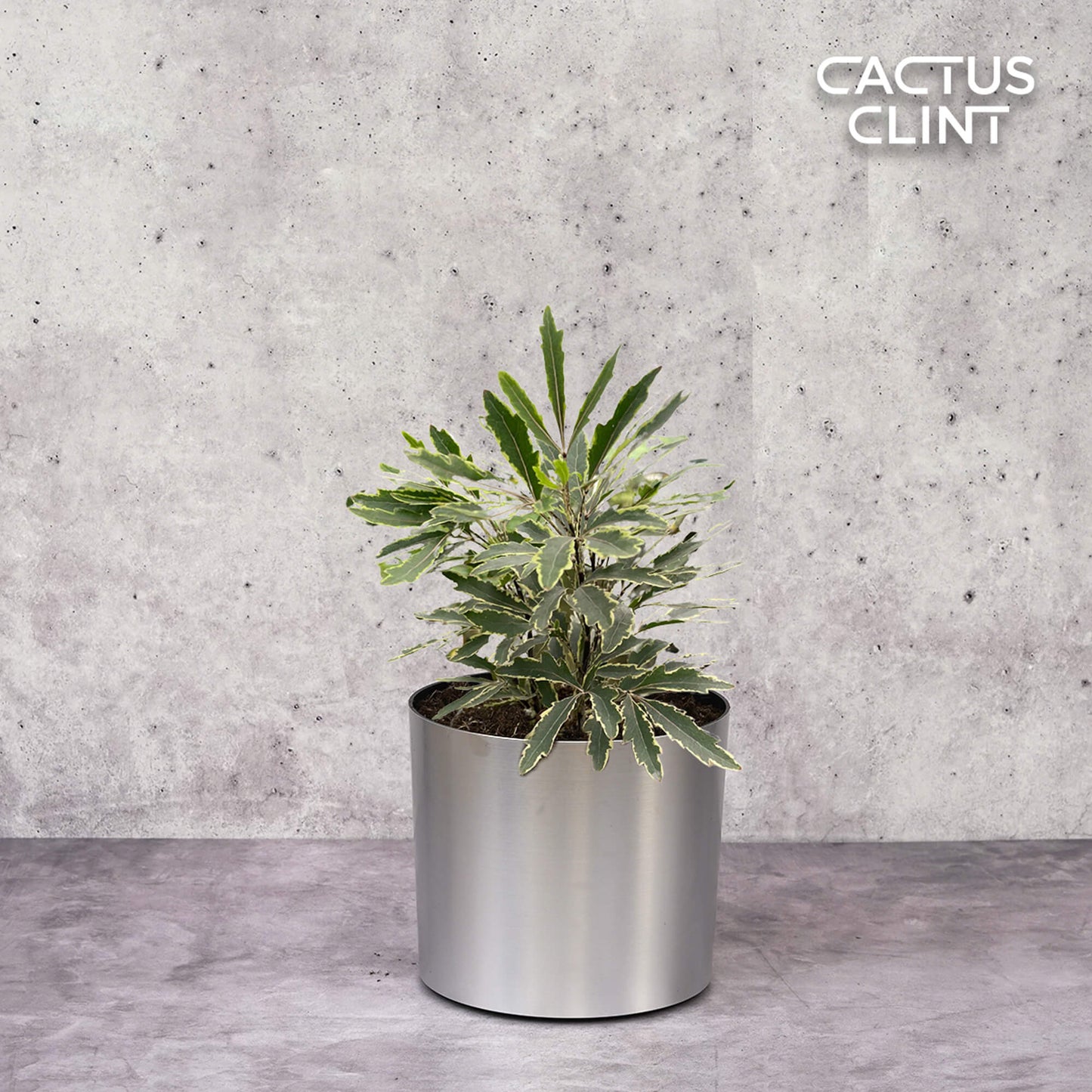 Aralia 'Bianca' | Cactus Clint