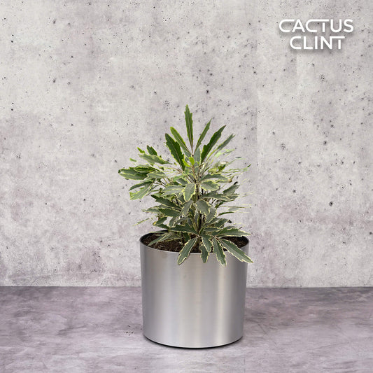 Aralia 'Bianca' | Cactus Clint