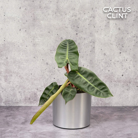 Philodendron 'Billietiae' | Cactus Clint