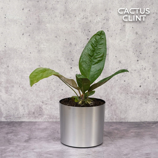 Anthurium 'Superbum' | Cactus Clint