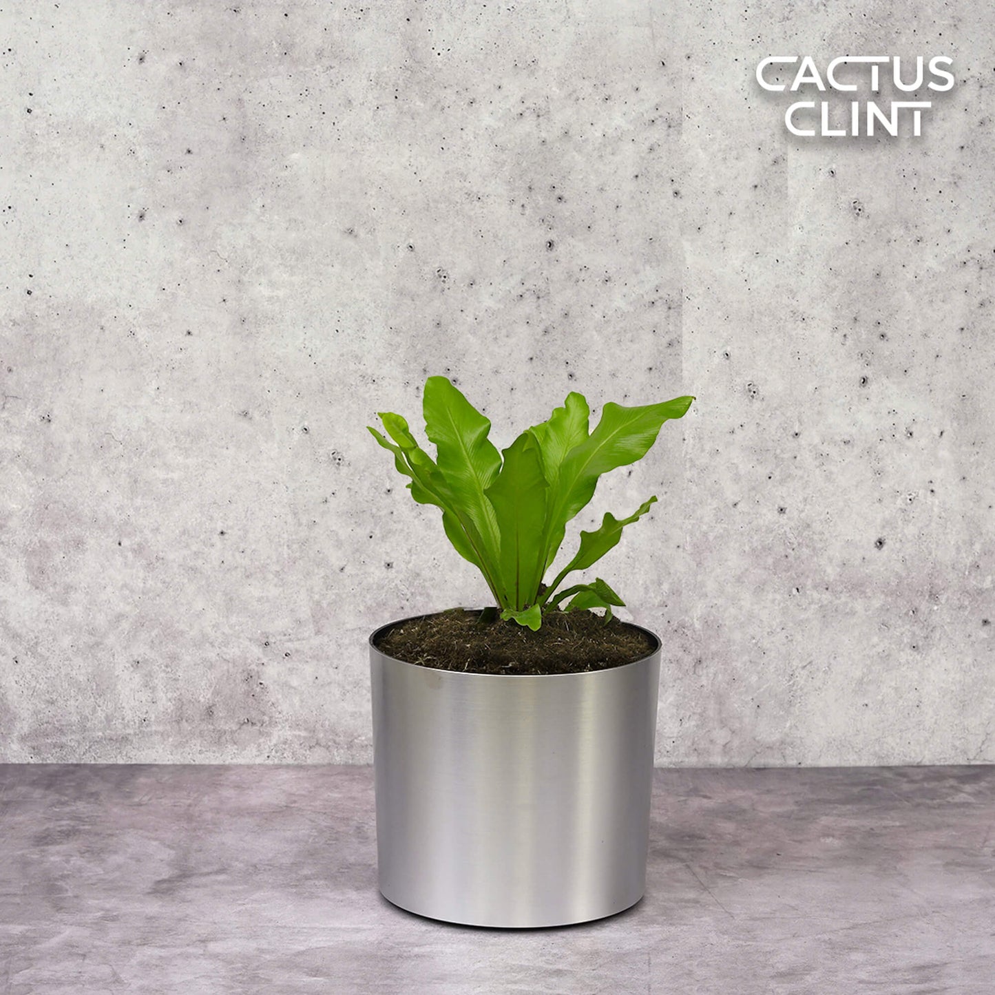Bird's Nest 'Nidus' Fern | Cactus Clint