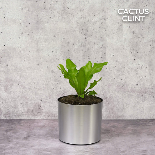 Bird's Nest 'Nidus' Fern | Cactus Clint