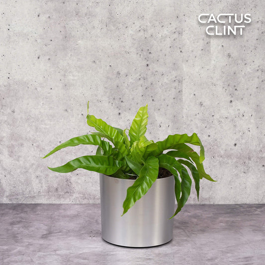 Fern 'Bird's Nest Hurricane' | Cactus Clint