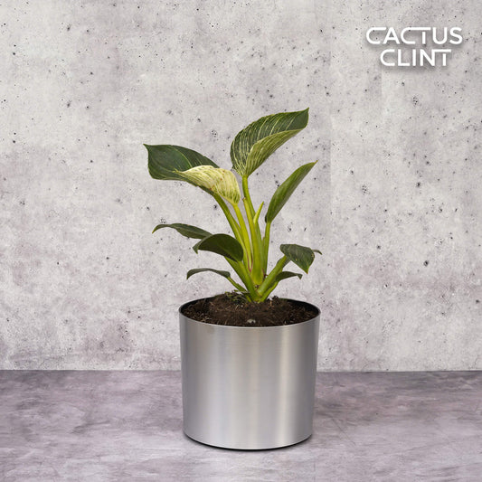 Philodendron 'Birkin' | Cactus Clint