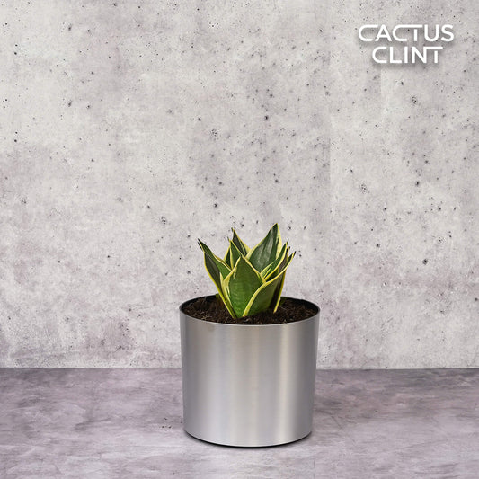 Snake Plant Black Gold - Nursery Pot 4-inch | Cactus Clint