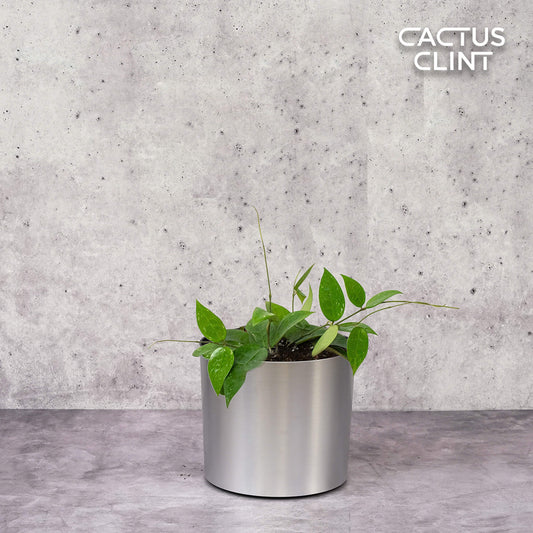 Hoya 'Black Margin' | Cactus Clint