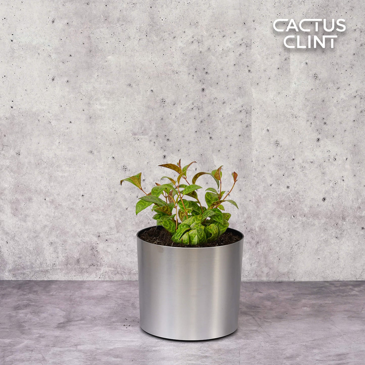 Lipstick Black Pagoda | Cactus Clint