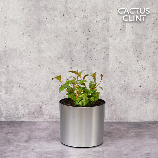 Lipstick Black Pagoda | Cactus Clint