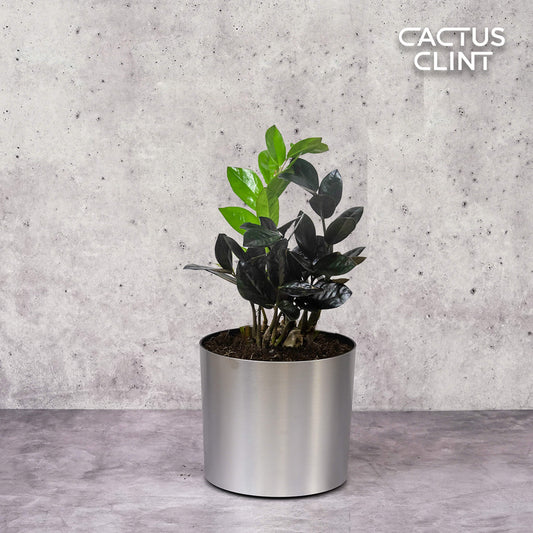 ZZ Zamioculcas 'Black Queen' | Cactus Clint