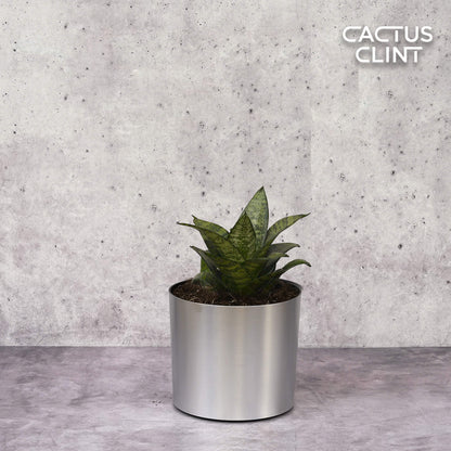 Snake Plant Black Robusta