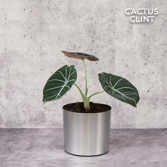 Alocasia Reginula 'Black Velvet' | Cactus Clint