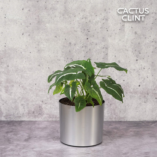 Syngonium wendlandii 'Black Velvet' | Cactus Clint