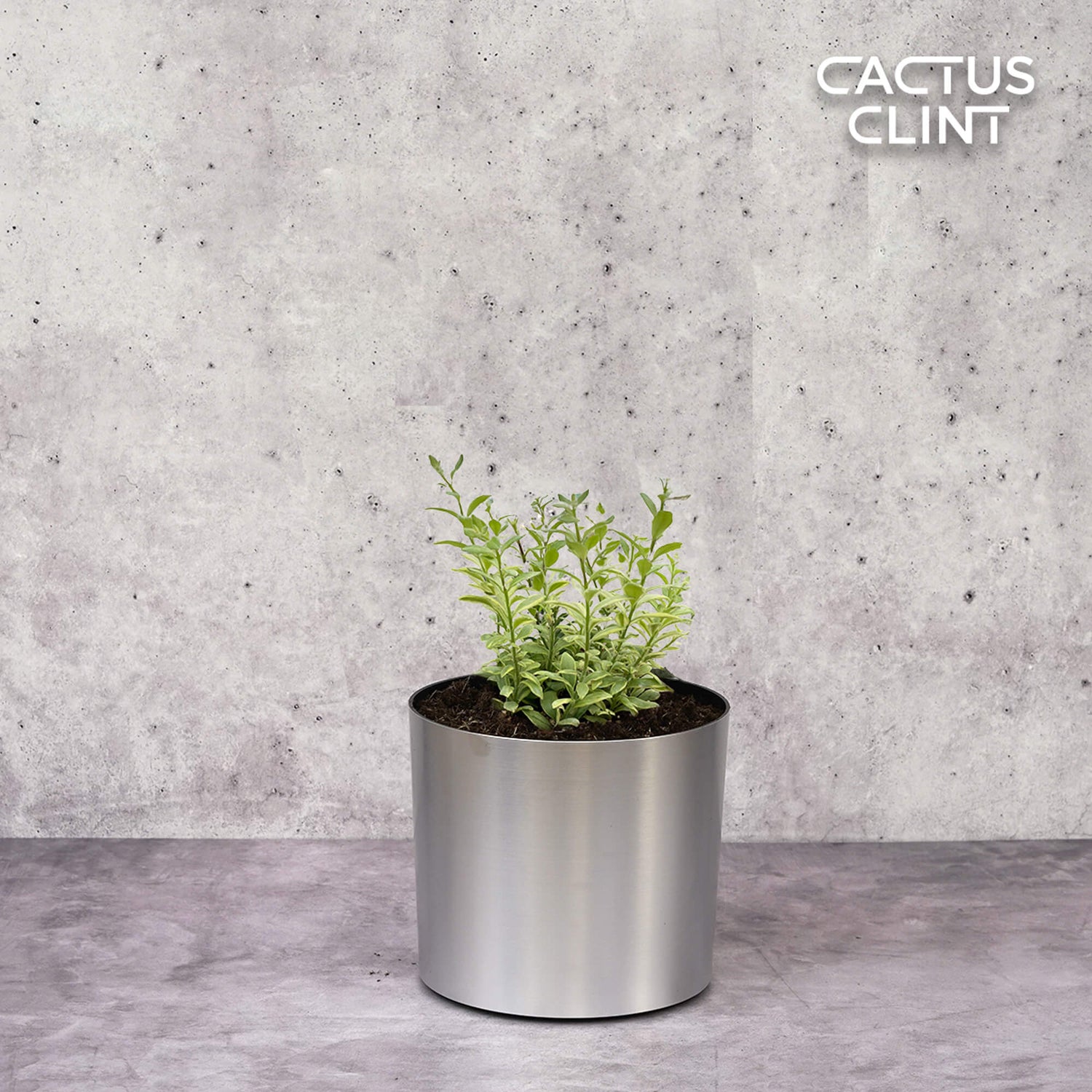  | Cactus Clint