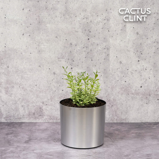 Lipstick 'Bolero Bicolore' | Cactus Clint