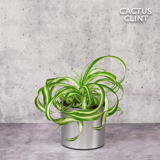 Spider Plant 'Bonnie' | Cactus Clint
