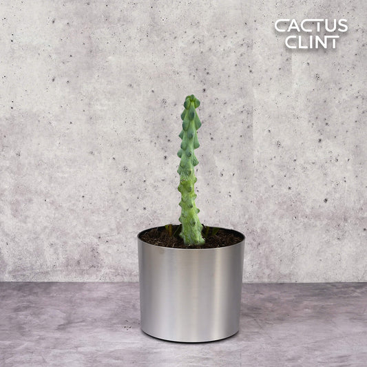 Boobie Cactus | Cactus Clint