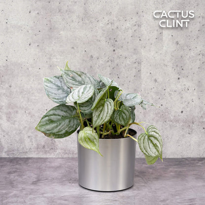 Philodendron 'Brandi'