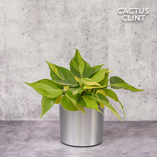 Philodendron 'Brasil' | Cactus Clint