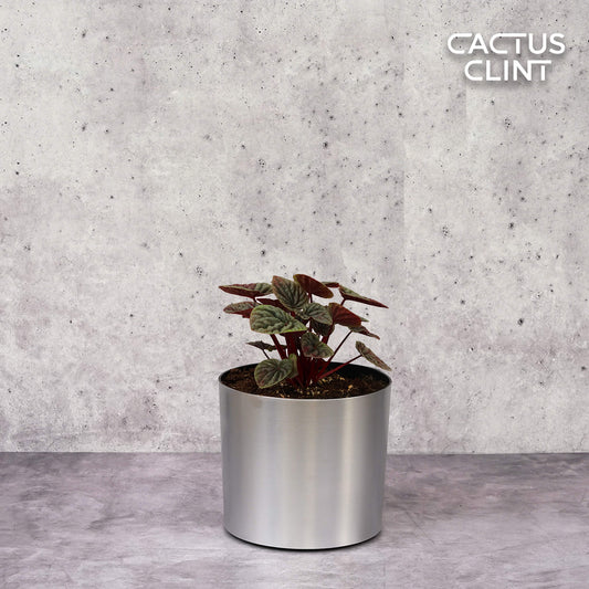 Peperomia 'Burbella' | Cactus Clint