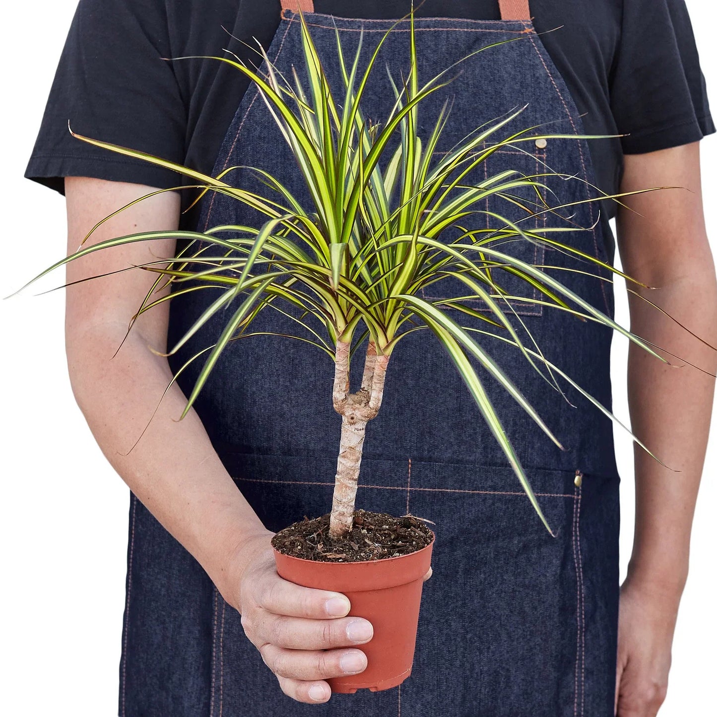 Dracaena Marginata 'Sunshine' | Cactus Clint
