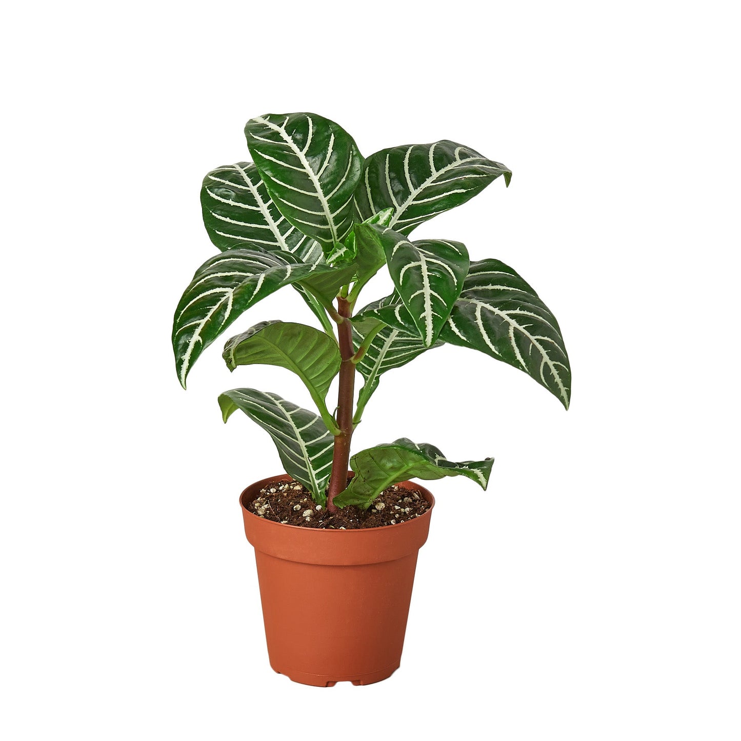 Zebra 'Aphelandra' | Cactus Clint