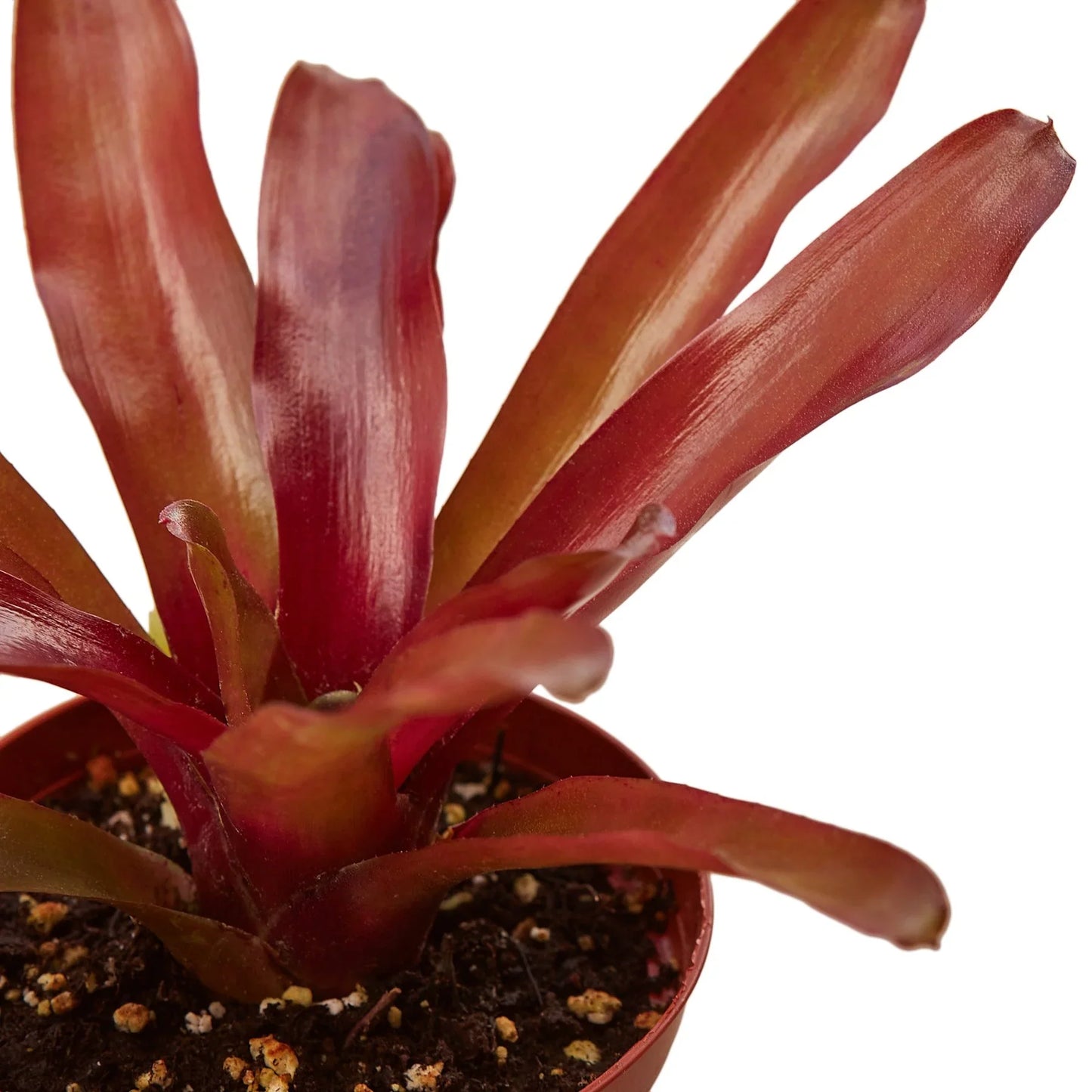Bromeliad 'Fireball' | Cactus Clint