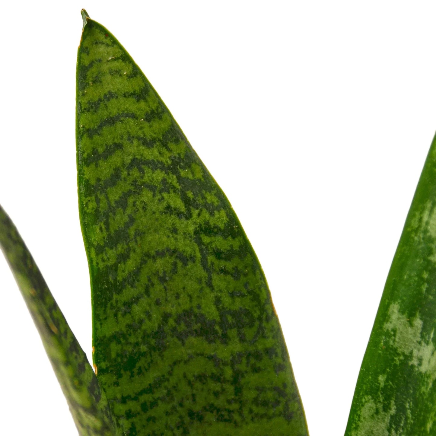 Snake Plant 'Zeylanica' | Cactus Clint
