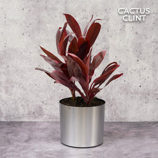 Cordyline 'Calypso Queen' | Cactus Clint