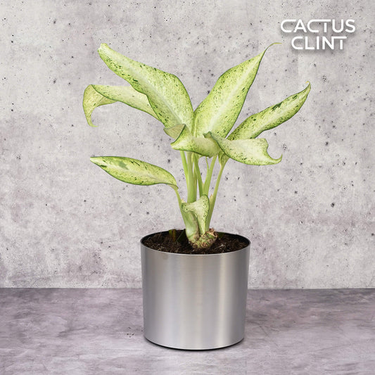 Dieffenbachia 'Camouflage' | Cactus Clint