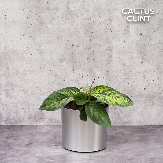 Homalomena 'Camouflage' | Cactus Clint