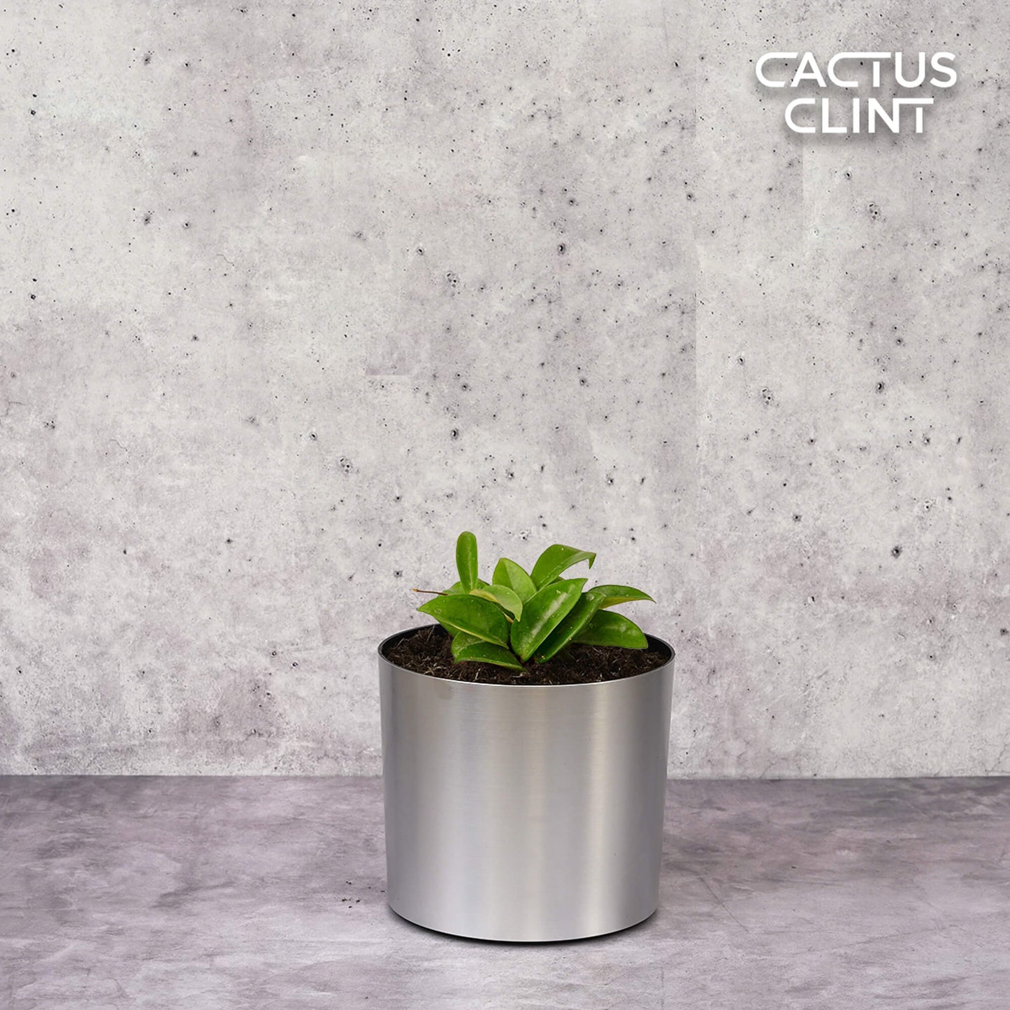 Hoya Carnosa | Cactus Clint