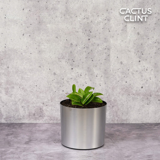 Hoya Carnosa | Cactus Clint