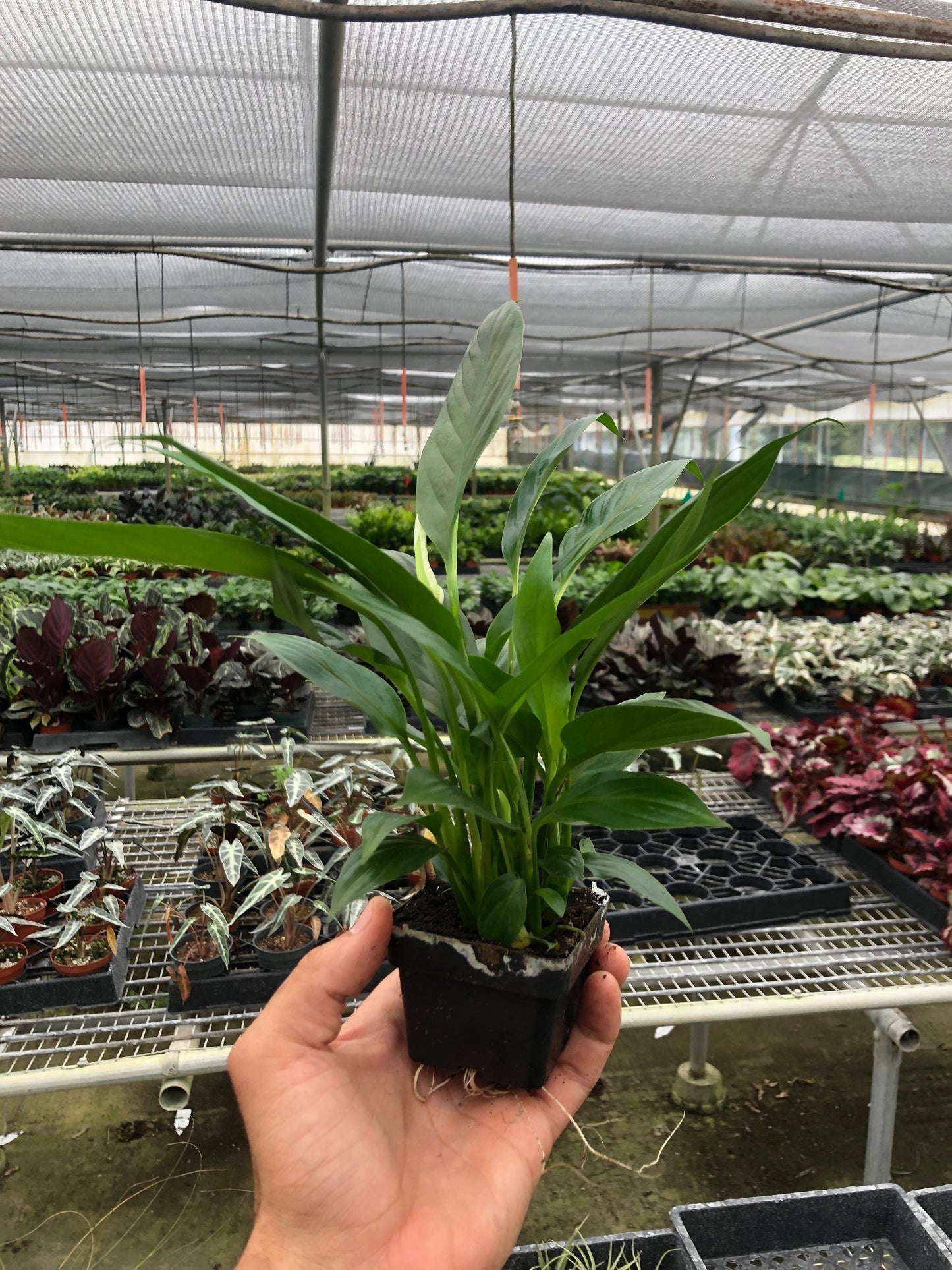 Spathiphyllum 'Peace Lily' | Cactus Clint