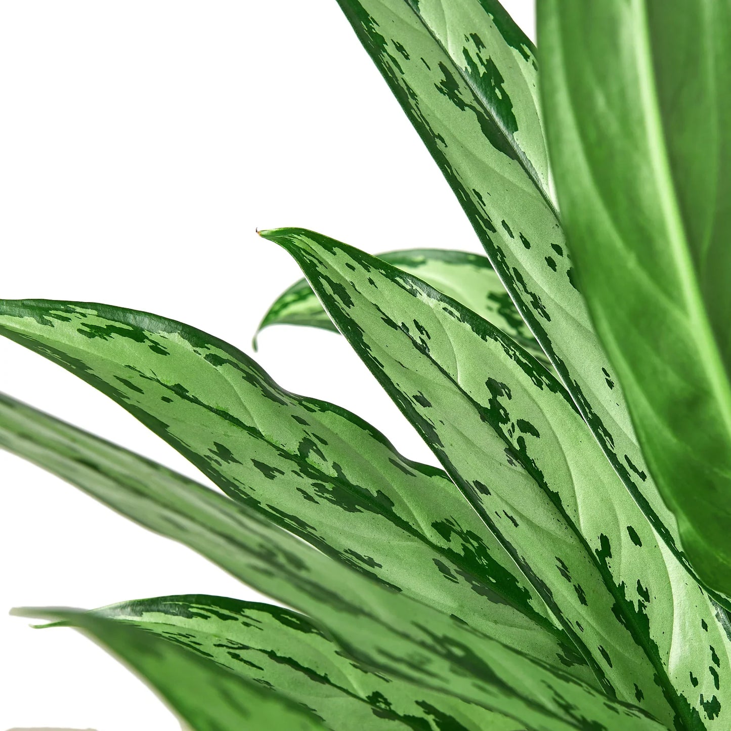 Chinese Evergreen 'Cutlass' | Cactus Clint