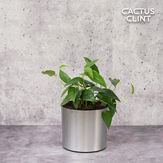 Pothos 'Cebu Blue' | Cactus Clint